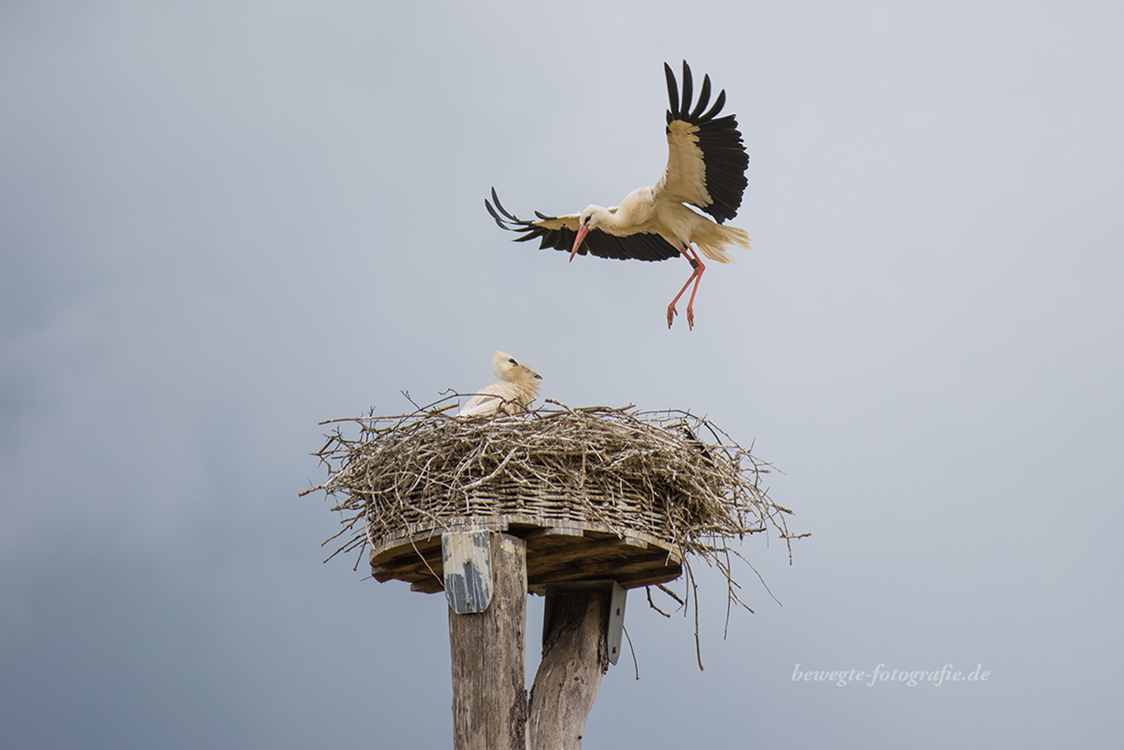 Mama kommt nach Haus..... Foto & Bild | tiere, wildlife ...