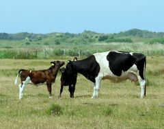 Mama Kuh plaudert mit ihren Kindern