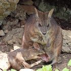 Mama, lass mich da rein!!!