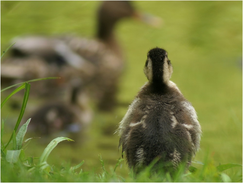 Mama, lass mich nicht allein!!!