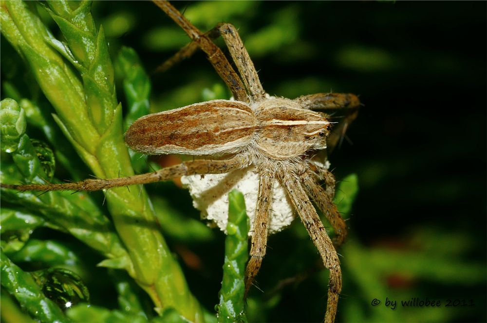 Mama Listspinne (Pisaura mirabilis)