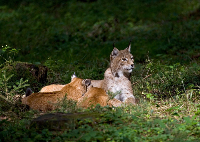 Mama Luchs