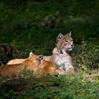 Mama Luchs