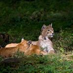 Mama Luchs