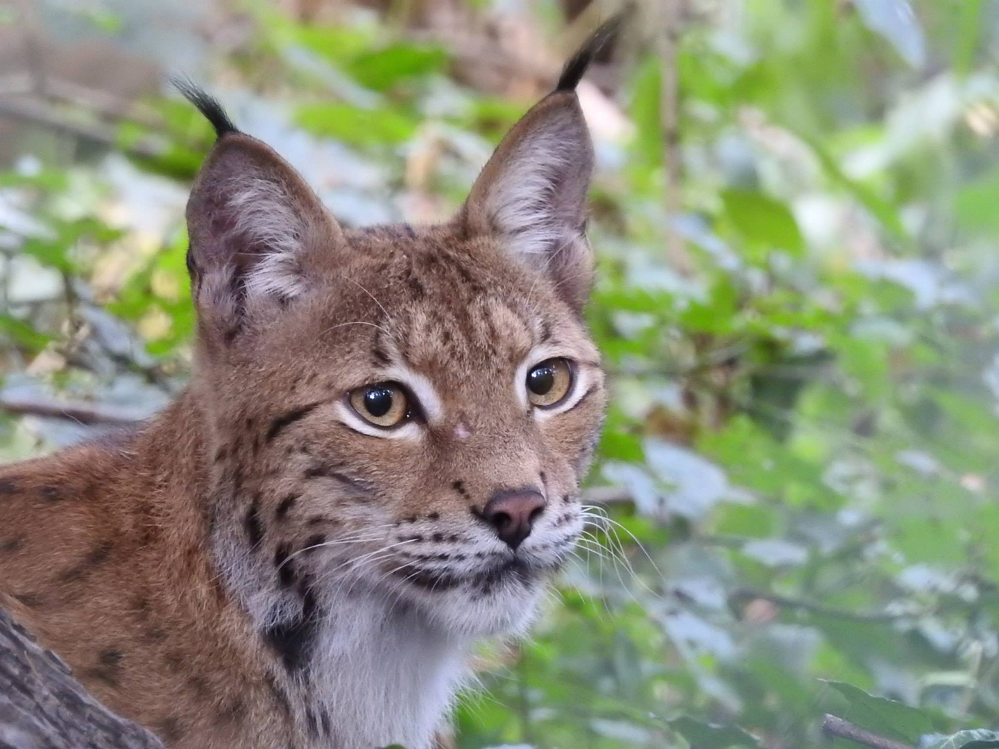 mama Luchs