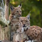 Mama Luchs mit Junges