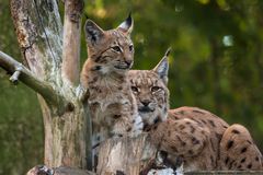 Mama Luchs mit Junges