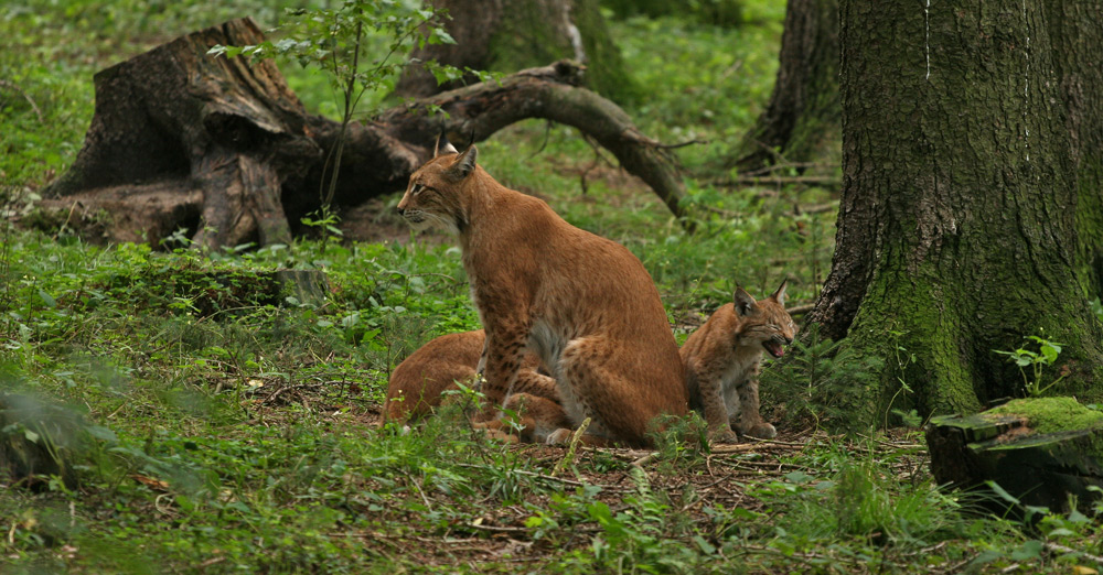 "Mama Luchs" und ihre 3 Kleinen