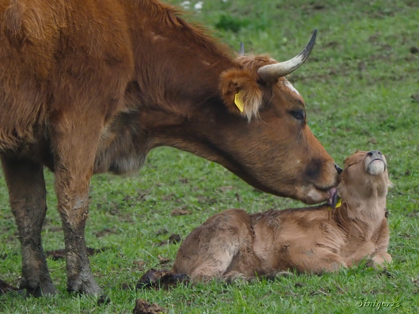 Mama macht gut...