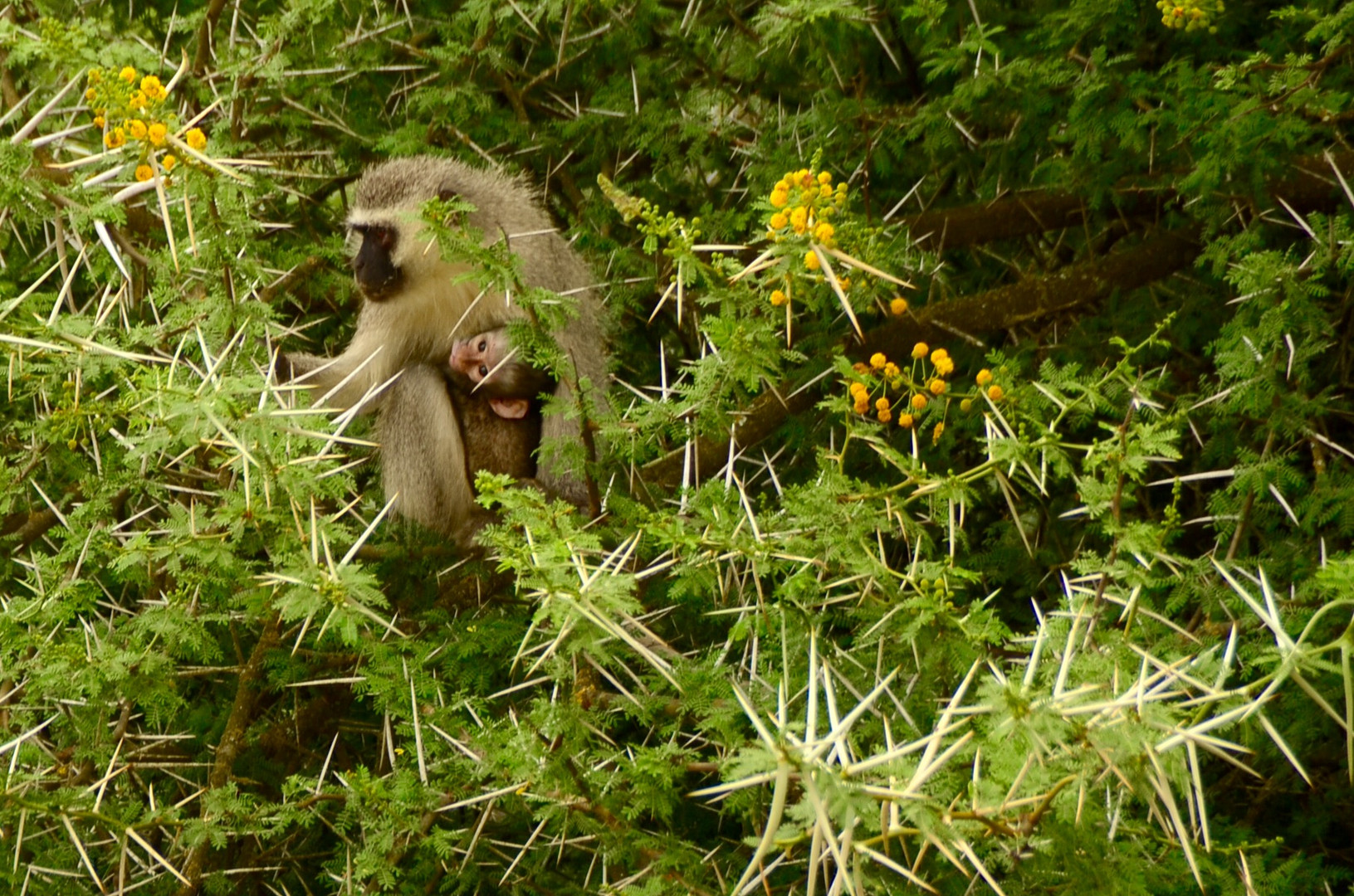 Mama Meerkatze mit Baby