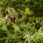 Mama Meerkatze mit Baby