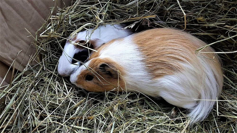 Mama Meerschweinchen (im Vordergrund)  mit Sohnemann 