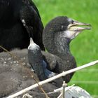 MAMA, mein Bruder gibt einfach keine Ruhe!!