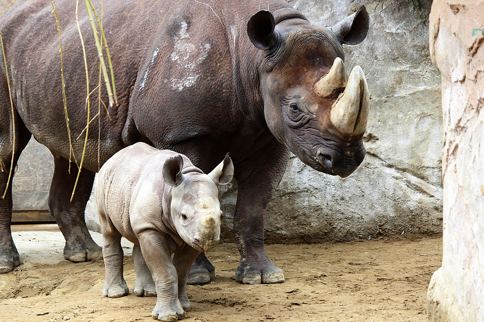 Mama mit Babynashorn