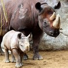 Mama mit Babynashorn