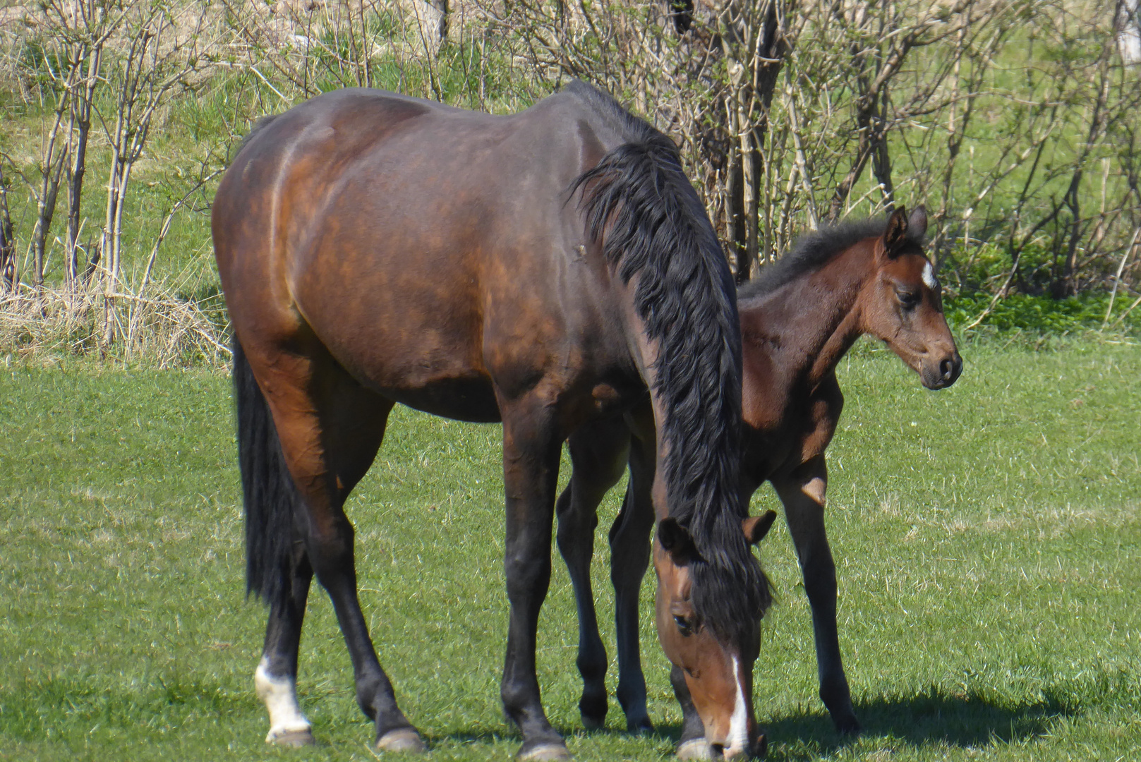 Mama mit Fohlen