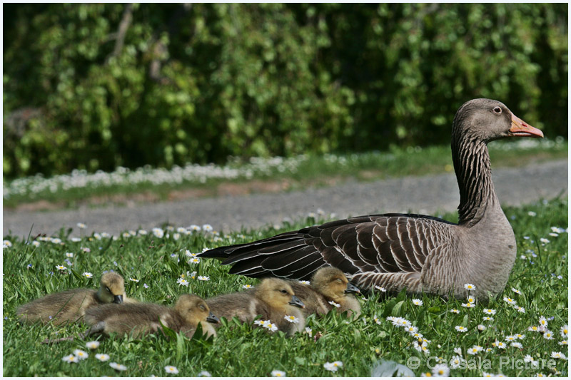 Mama mit ihren kleinen