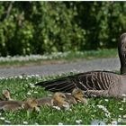 Mama mit ihren kleinen