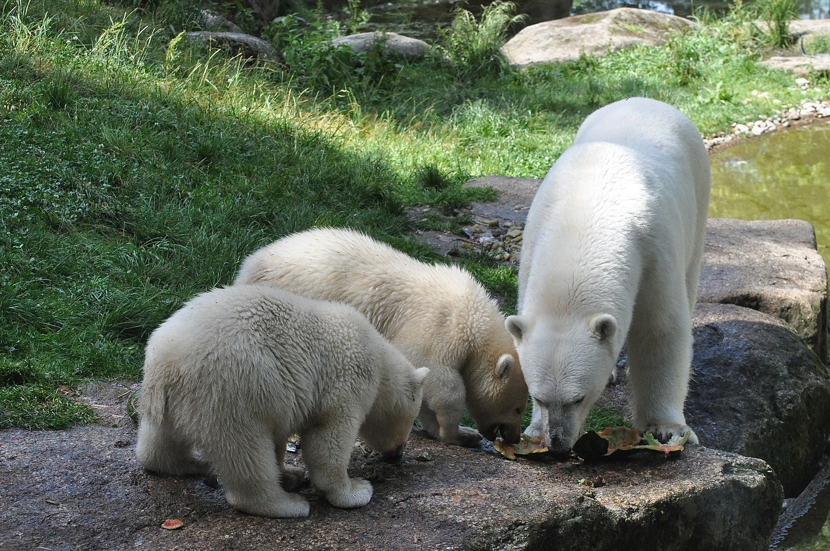 Mama mit ihren Zwillingen