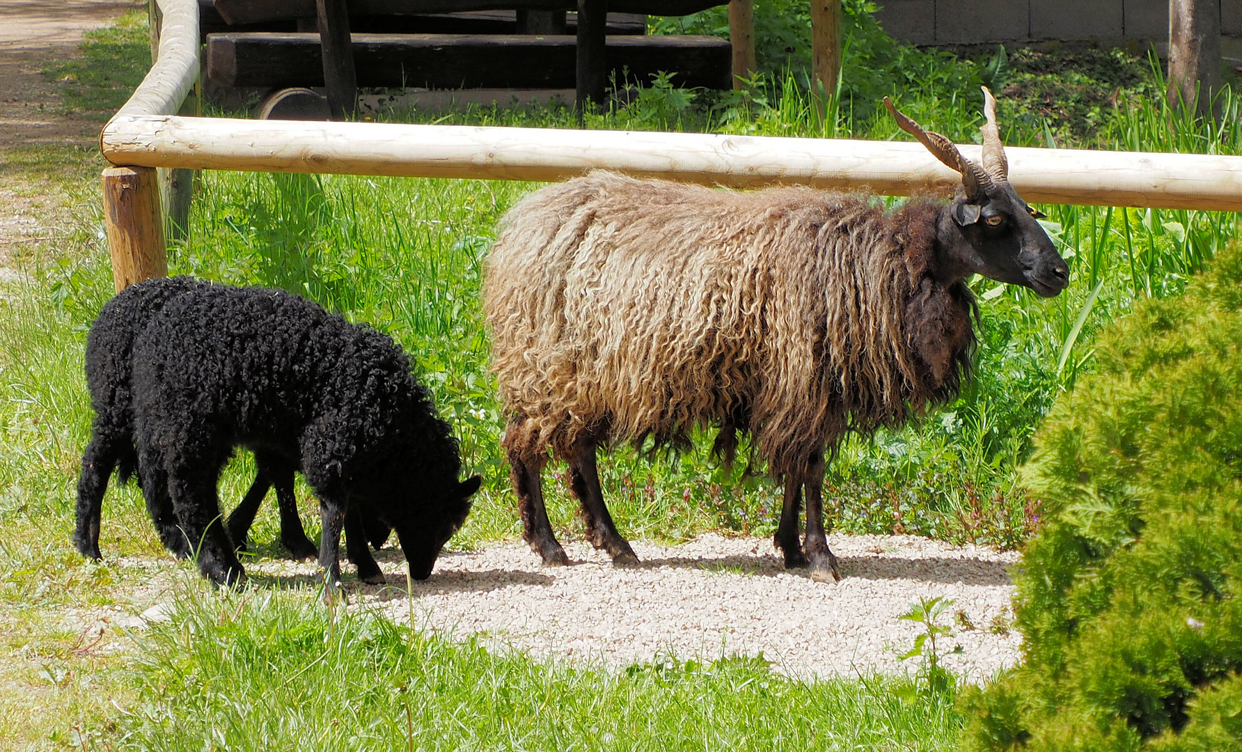 Mama mit ihren Zwillingen…