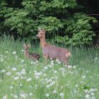 Mama mit Kitz