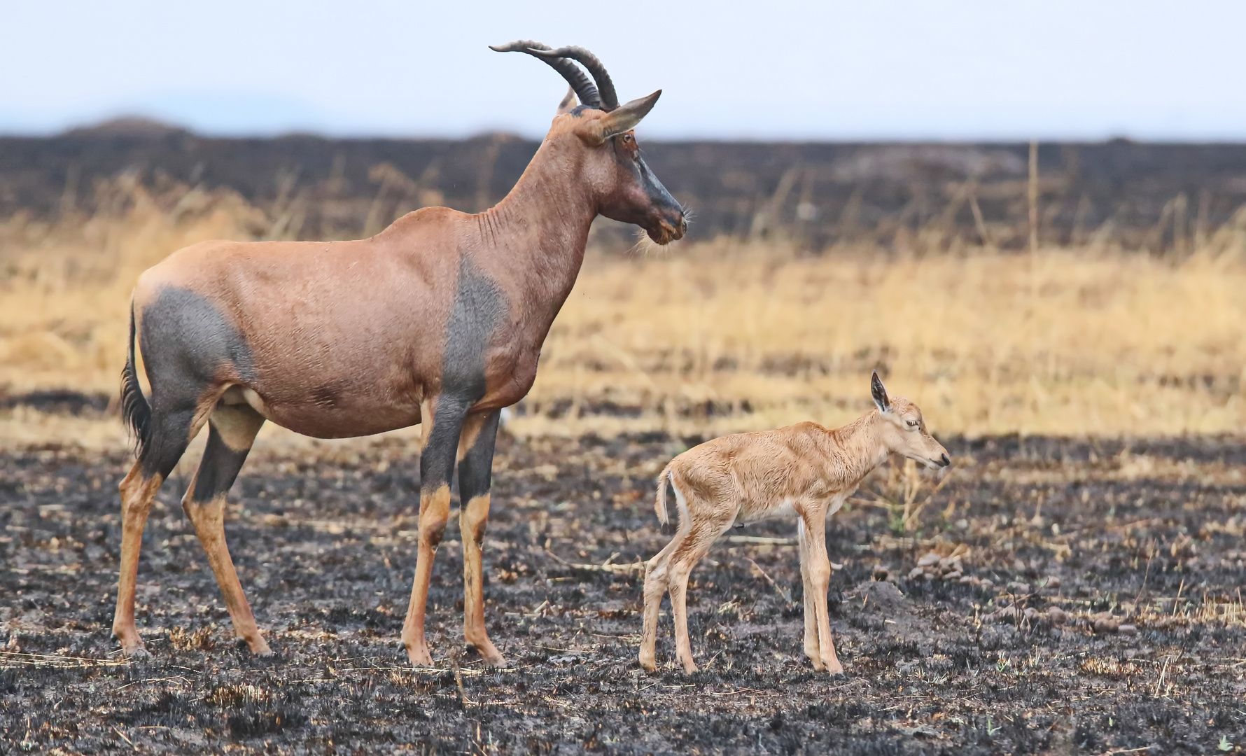 Mama mit Mini + 1 Bild