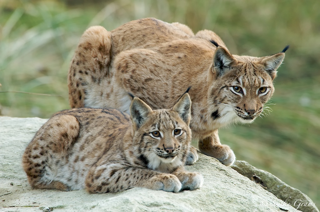 Mama mit Nachwuchs