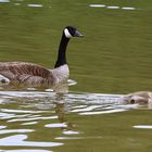 Mama mit Nachwuchs im Spiegel