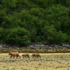 Mama mit  zwei diesjährigen und einem vorjährigen.                DSC_5320