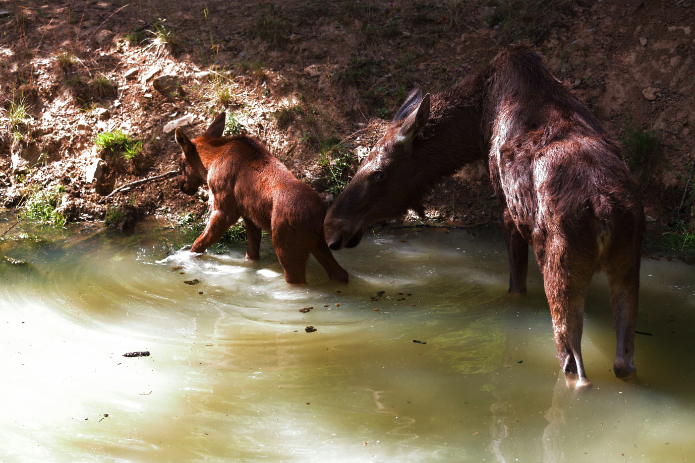 Mama moose