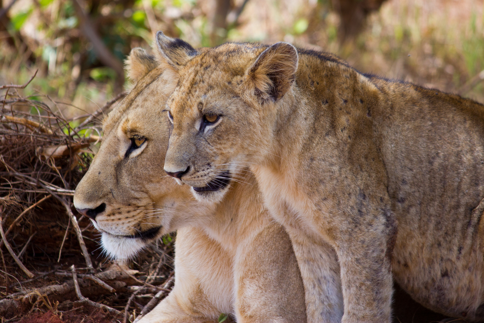 Mama & Mtoto Simba