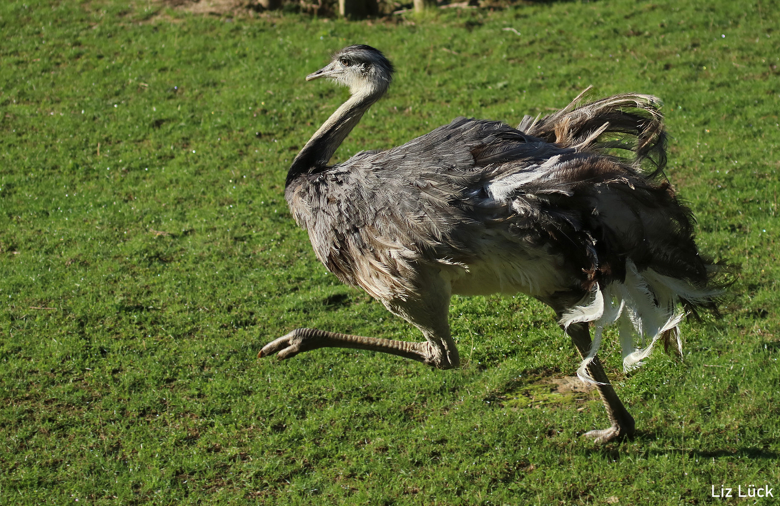 Mama Nandu