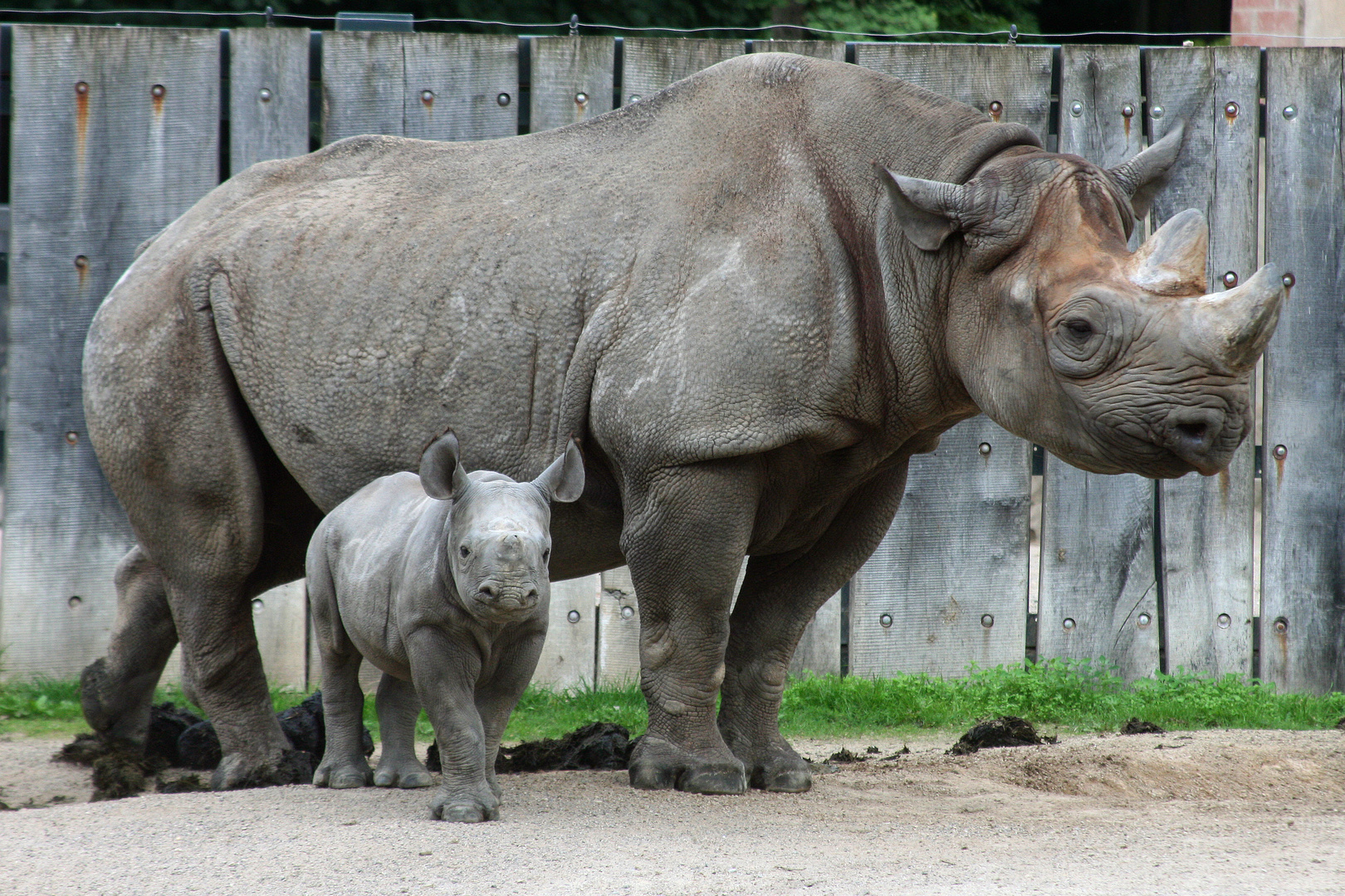 Mama Nashorn mit Sprössling