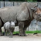 Mama Nashorn mit Sprössling