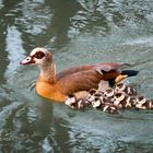 MAMA NILGANS MIT IHREM NACHWUCHS 2024