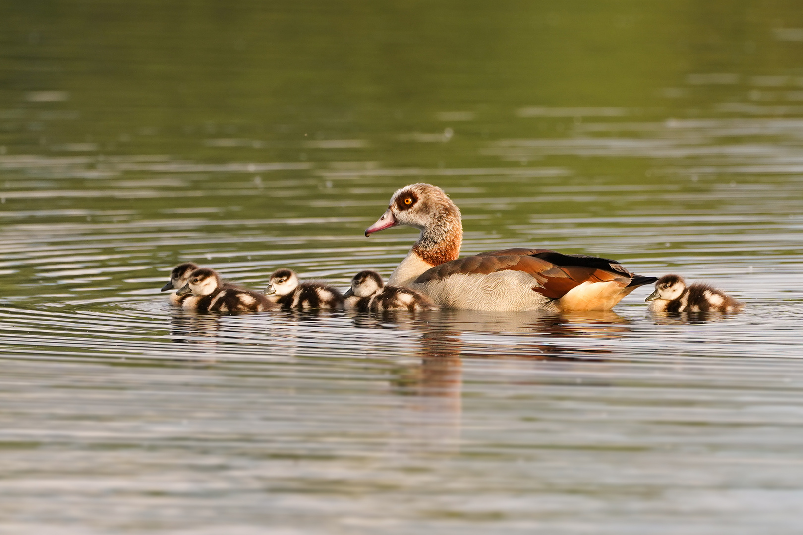 Mama Nilgans und ihr Nachwuchs 