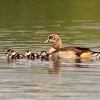 Mama Nilgans und ihr Nachwuchs 