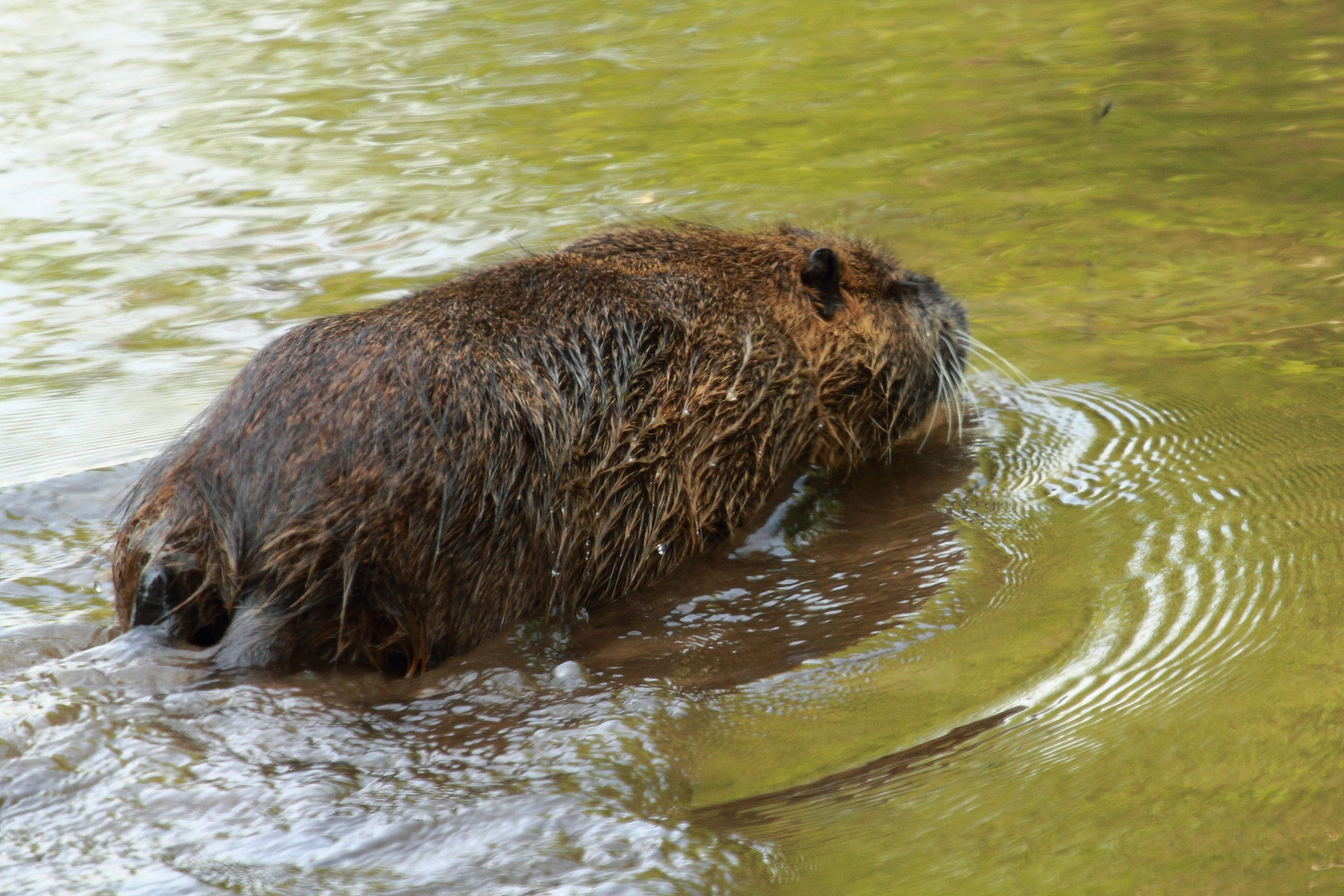 Mama Nutria