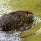 Mama Nutria