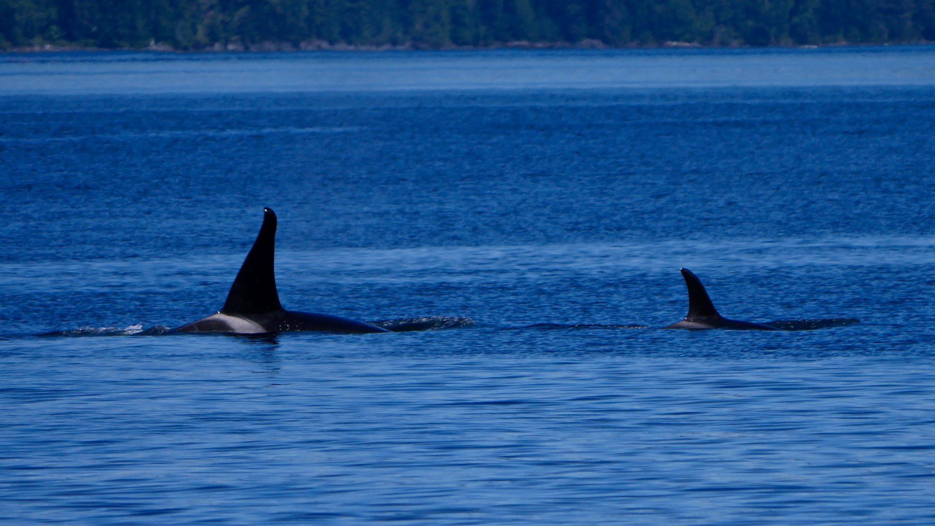 Mama-Orca mit Klein-Orca tauchen mal auf.