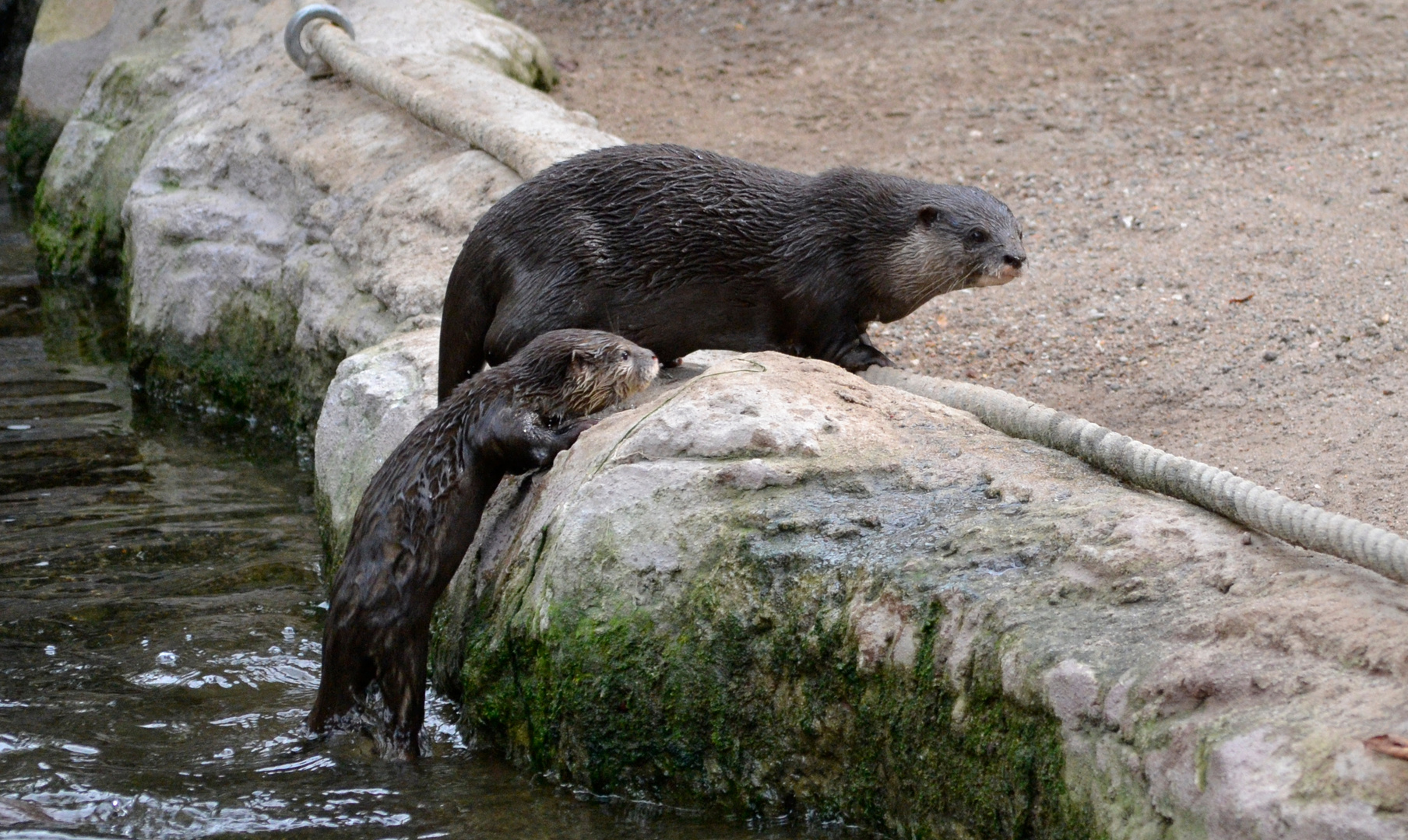 Mama Otter