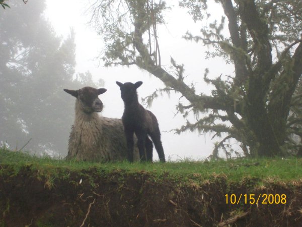 mamá oveja con su carnerito