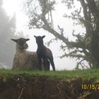 mamá oveja con su carnerito