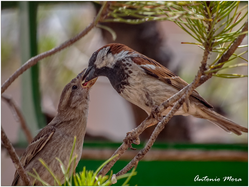 Mamá pájaro.