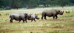 Mama, Papa and the little Rhino...