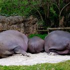 Mama, Papa und der Kleine machen ein Nickerchen