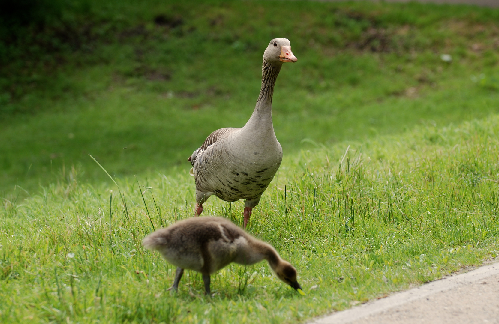 "Mama passt auf".....