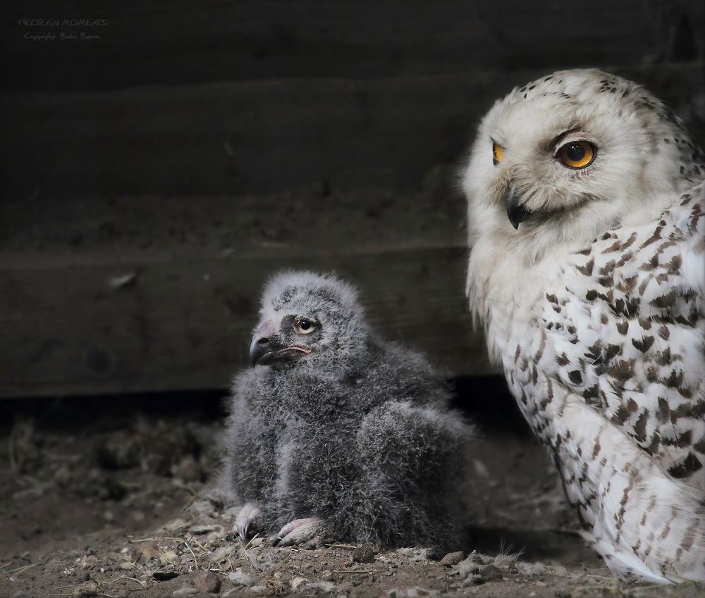 Mama passt auf