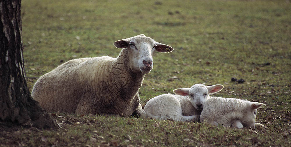 Mama passt auf