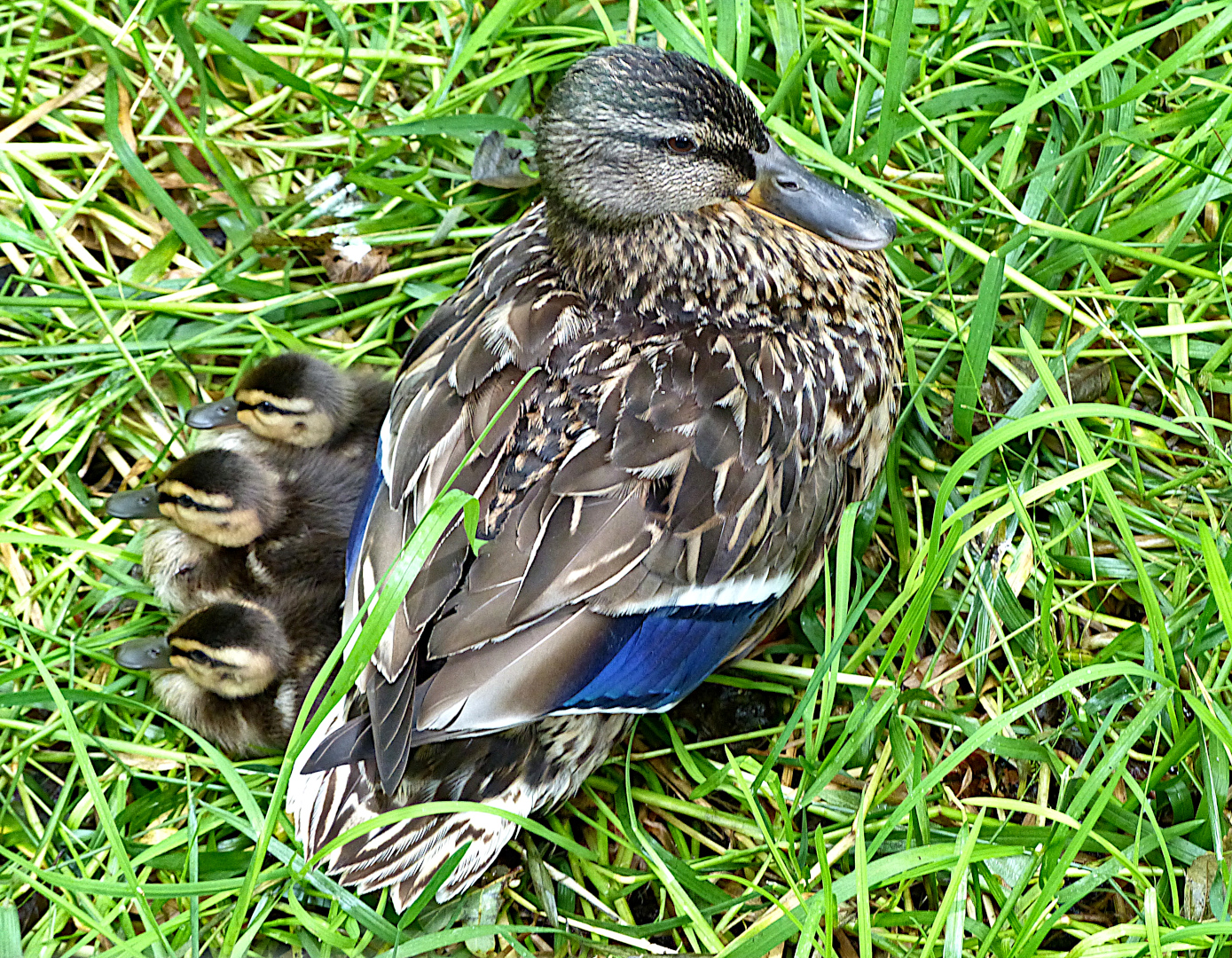 Mama passt auf